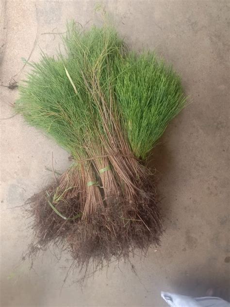 Natural CASUARINA Savukku Plant / Savuku Maram, For Plantation at ₹ 25 ...