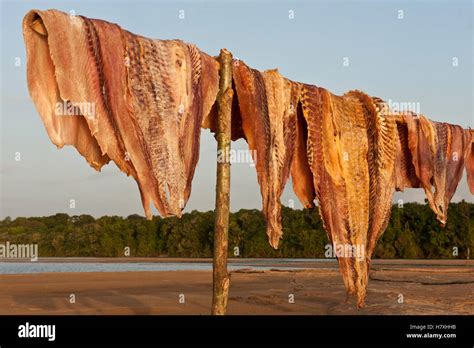 Arapaima (Arapaima gigas) meat drying in sun from legal harvest ...