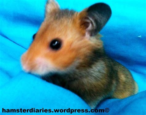 hamsters  good pets hamsterdiaries