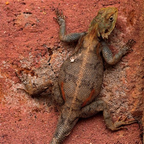 Agama Lizard Animal - Free photo on Pixabay - Pixabay