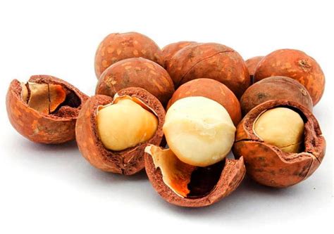 Макадамия – дерево и древесина – Macadamia integrifolia