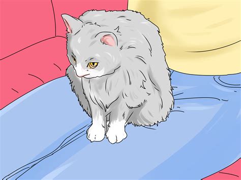 How to Identify a Siberian Cat: 9 Steps (with Pictures) - wikiHow