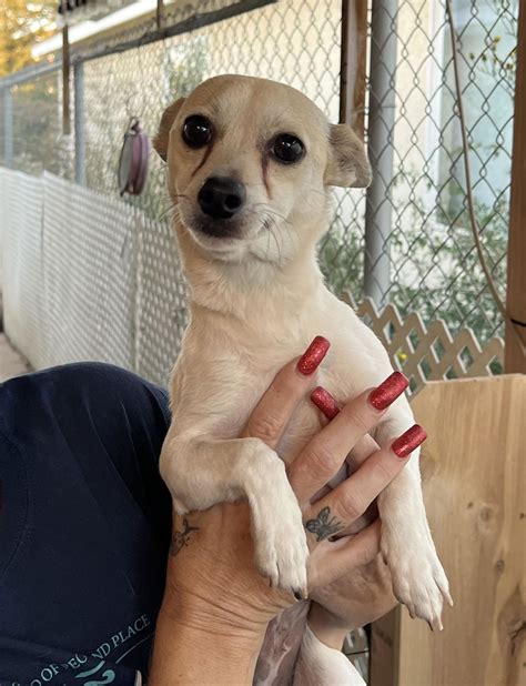 Dog for Adoption - COOKIE, Dachshund-Parson terrier mix girl, a Parson Russell Terrier in Big