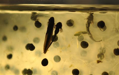 Tadpoles – Tadpoles