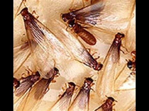 termites swarm  september
