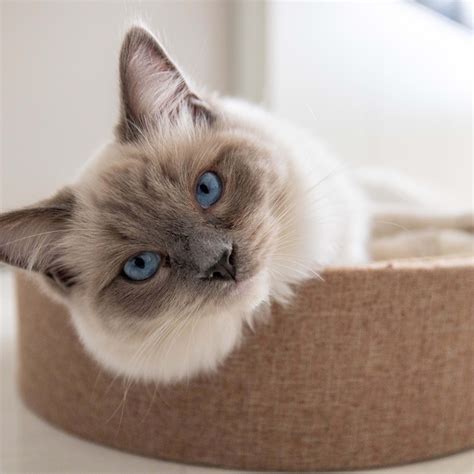 Cat Mom’s Insane ‘Dinosaur Cat Tree’ Is Totally Dreamy - Parade Pets