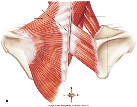 Shoulder girdle muscle Quiz