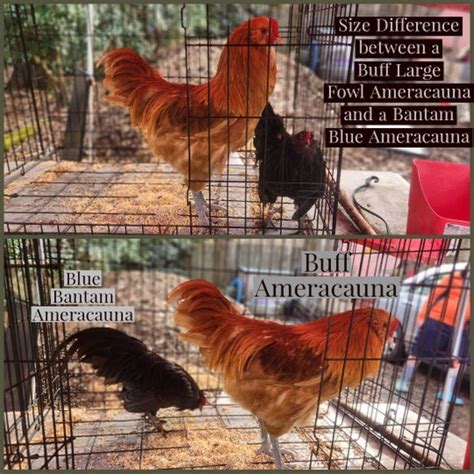 About Our Bantam Breeds | redroofhens