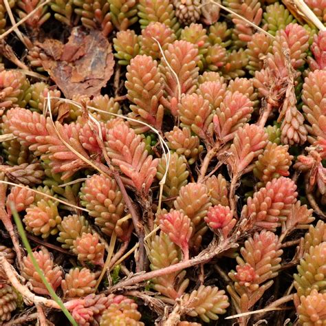 Tasteless Stonecrop (Sedum sexangulare)