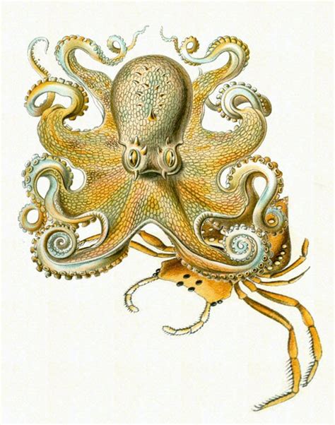 Ernst Haeckel Quotes. QuotesGram