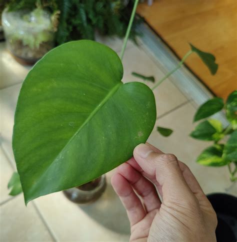 Thrips on Houseplants: A Gallery – House Plant Journal