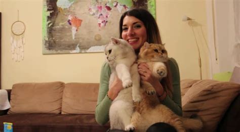 THE CATS - I GATTI | ANY-WAYS.COMANY-WAYS.COM
