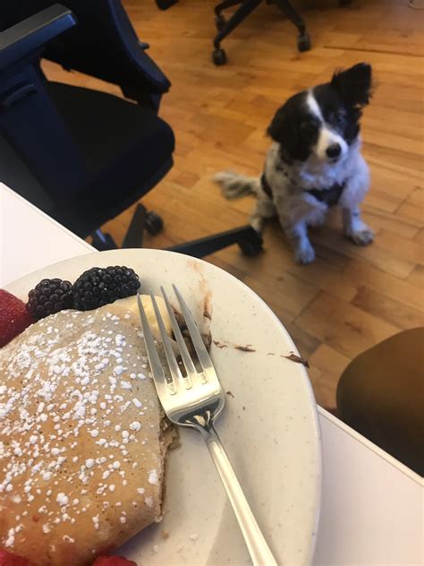 Oreo wants human food...but human food makes Oreo sick. on Tumblr
