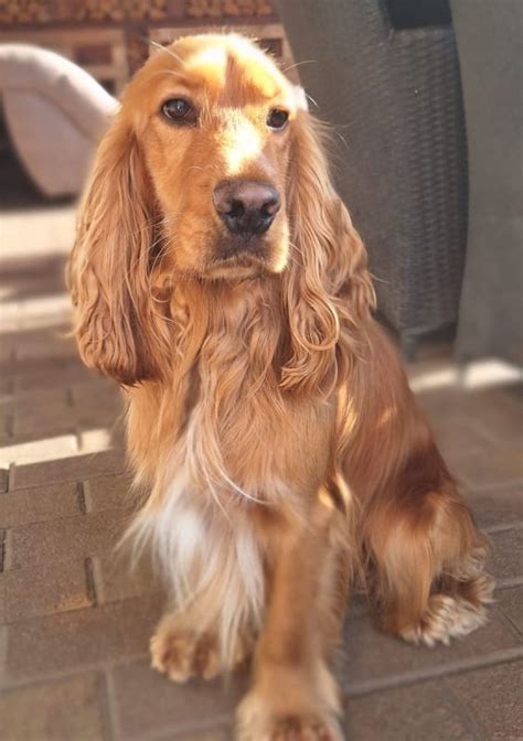 Cocker Spaniel Welpen in Bad Blankenburg (Thüringen) // Snautz.de