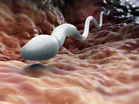 Your Sperm And Your Health: What Your Semen Can Tell You About Your Health