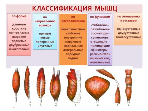 Скелетные мышцы. Мышцы и фасции головы и шеи - online presentation