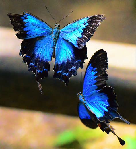 ulysses butterfly kuranda qld australia butterfly world  chris