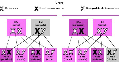 O Que É Gene Recessivo - Gene Recessivo | Conectado na Bio (beta)
