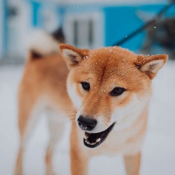 รูปภาพHatiko – เลือกดูภาพถ่ายสต็อก เวกเตอร์ และวิดีโอ215 | Adobe Stock