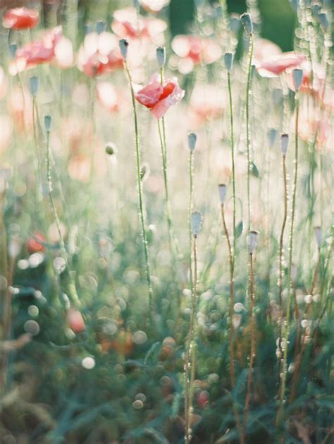 Светлое мягкое лето | Blumenbilder, Schöne blumen, Blumen pflanzen