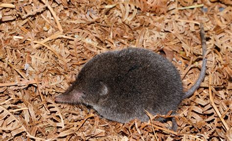 Long-tailed forest shrew makes appearance for first time in 46-years