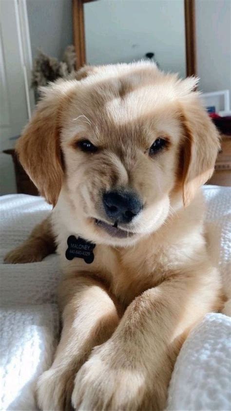 Pin by Helena on I Love My Dog 1 - B | Cute baby dogs, Really cute dogs ...