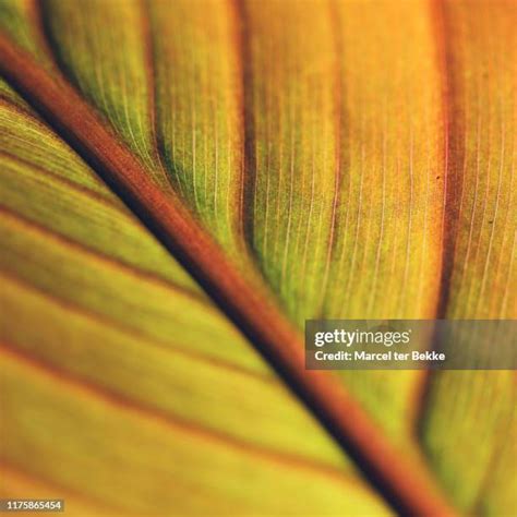 Indica Plant Photos and Premium High Res Pictures - Getty Images