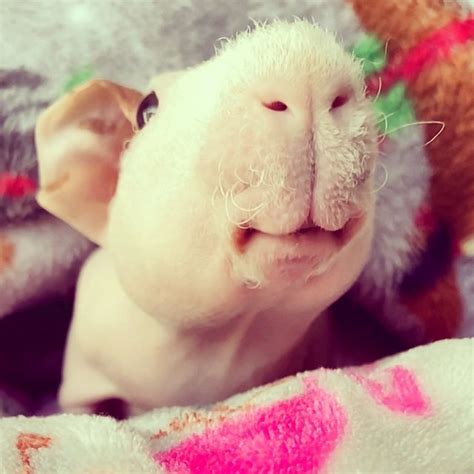 🐹 Bobby & Harry 🐹 no Instagram: “Grinny Pig Saturdays: Bobby sniffs the ...