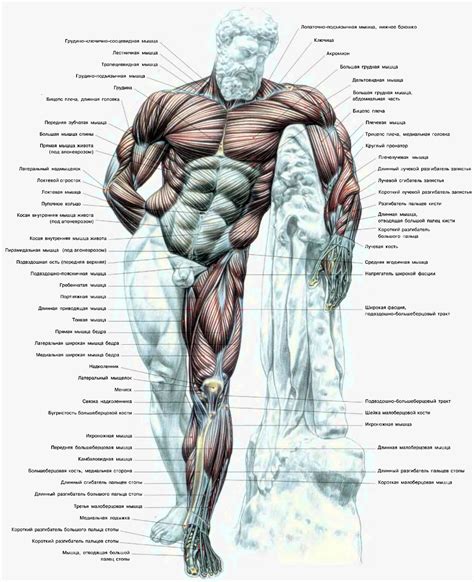 Российский Сервис Онлайн-Дневников | Anatomia muscular, Músculos do ...