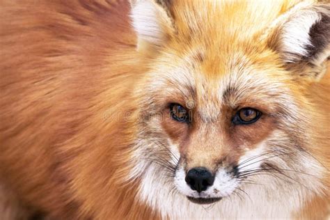 Red fox portrait stock image. Image of family, head - 164445109