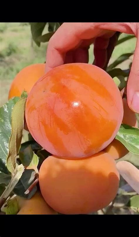 temukan  ide gambar buah  buah taman buah pohon buah kebun