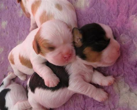 adorable cavalier king charles spaniel puppies cuddling