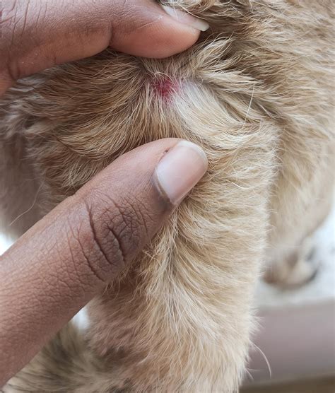 Tick Bite Bump On Dog