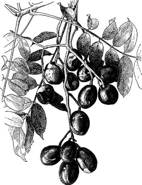 Spondias Cytherea vintage illustration. 35474814 Vector Art at Vecteezy