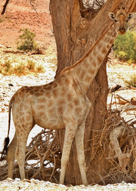 Adopt-a-Giraffe Program - Give to GCF