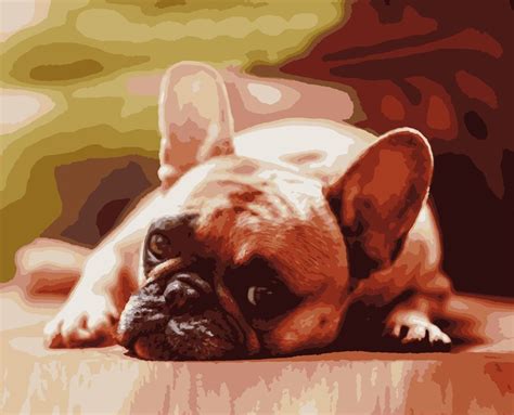 Картина по номерам Artissimo Французский бульдог, 40 х 50 см (ART-B ...
