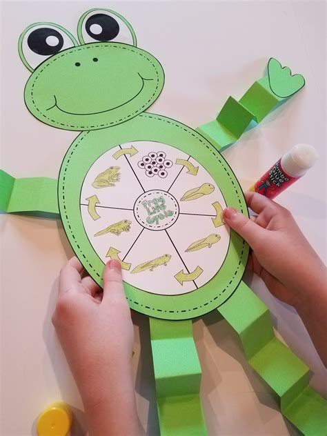 Life Cycle Of Frog Craft