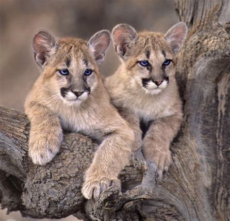 Sweet Baby Mountain Lion Cubs : r/hardcoreaww