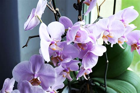 Orchids | Living Color Garden Center