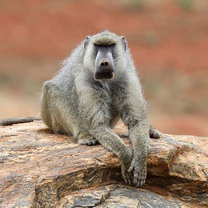 Monyet Babon Di Taman Nasional Kenya Foto Stok - Unduh Gambar Sekarang ...
