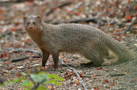 mongoose animals interesting facts latest pictures  wildlife