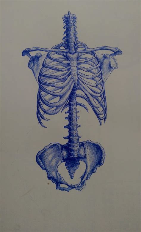 Anatomy study 1 by Taksioras on DeviantArt