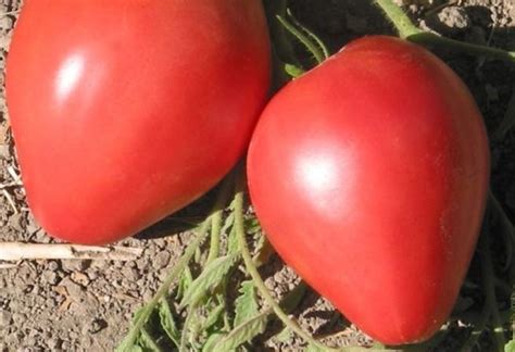 Томат Лентяйка: описание сорта, отзывы, фото | Выращивание помидоров ...