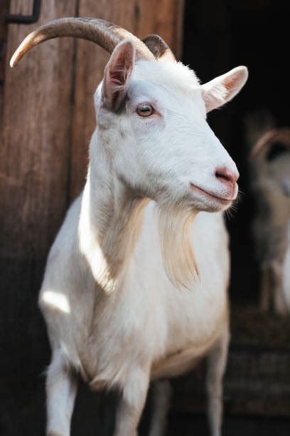 Goat Teeth Stock Photos, Pictures & Royalty-Free Images - iStock