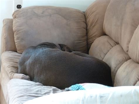 birthday-boy – American Loon