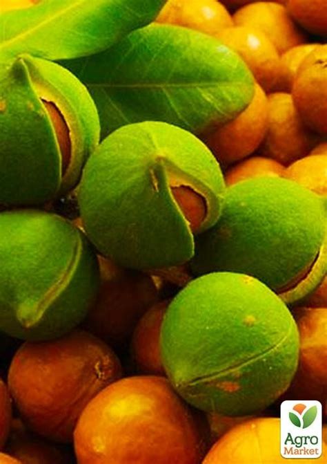 Орех "Макадамия" купить почтой в Одессе, Киеве, Украине | Agro-Market