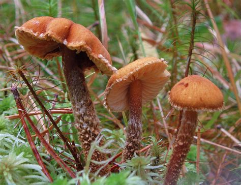 Фотокаталог грибов: Цистодерма амиантовая (Cystoderma amianthinum)