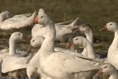Падеж домашней птицы зафиксирован в Акмолинской области
