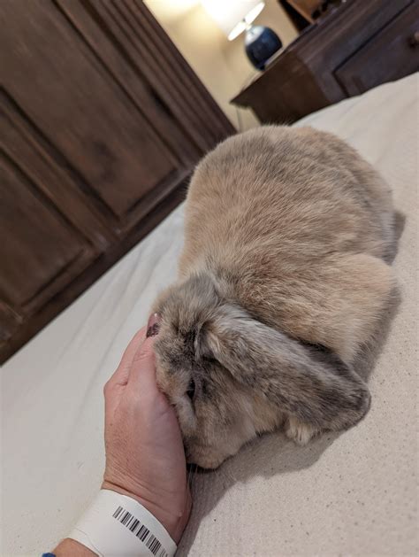 What Do Rabbits Like The Smell Of at John Keys blog
