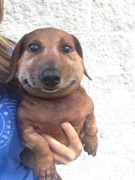Snake bites and dachshunds don't mix http://ift.tt/2p6Eg6O | Собаки ...